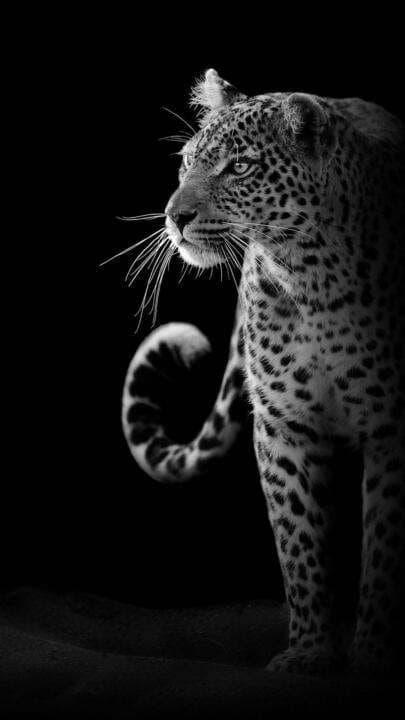 Jaguar Affisch  40×50 CM
