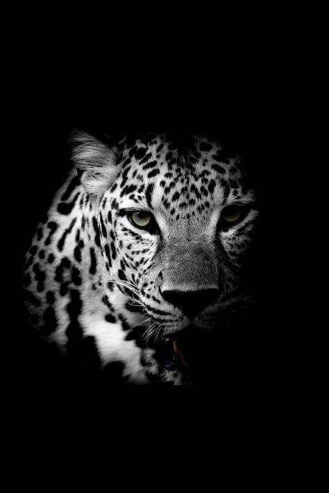 Jaguar Tavla 40×50 CM