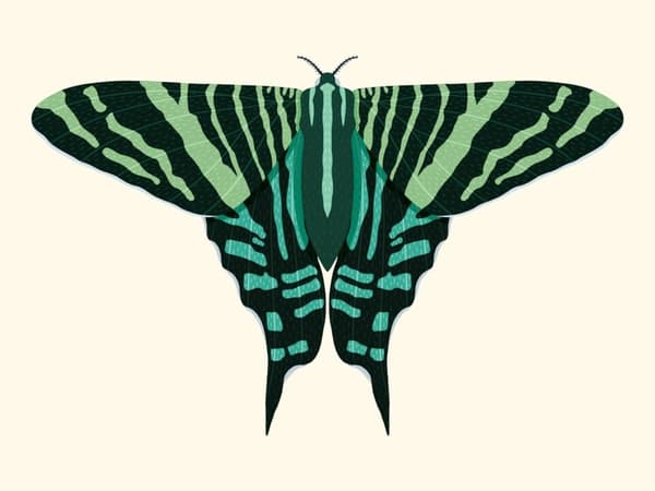 Grön Fjäril Affisch 50×70 CM