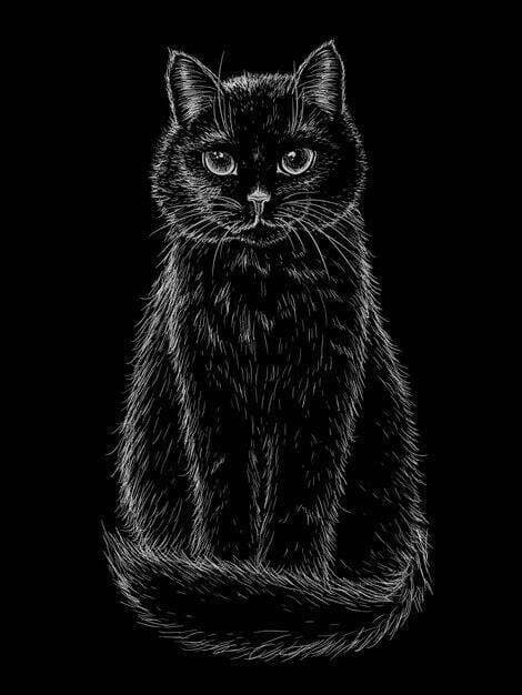 Svart Katt Affisch 50×70 CM