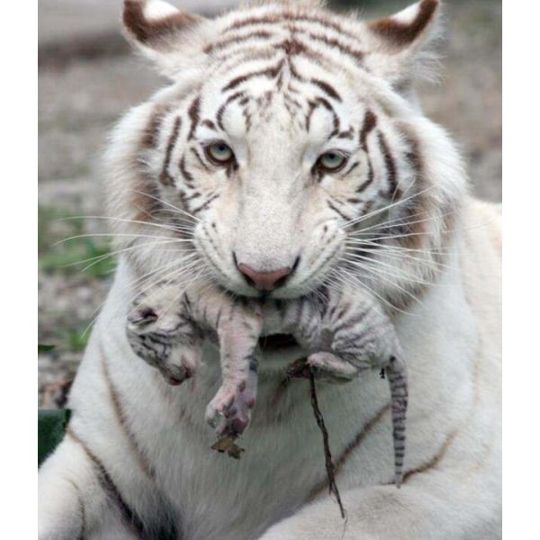 Tiger med baby affisch 30×40 CM