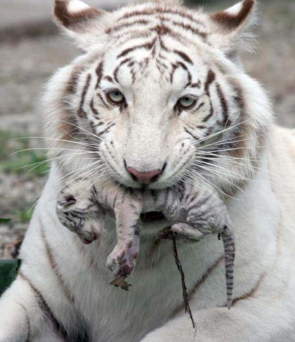 Tiger med baby affisch 30×40 CM