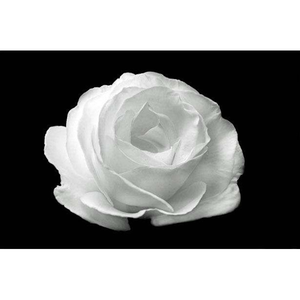 Vit Blomma Poster 50×70 CM