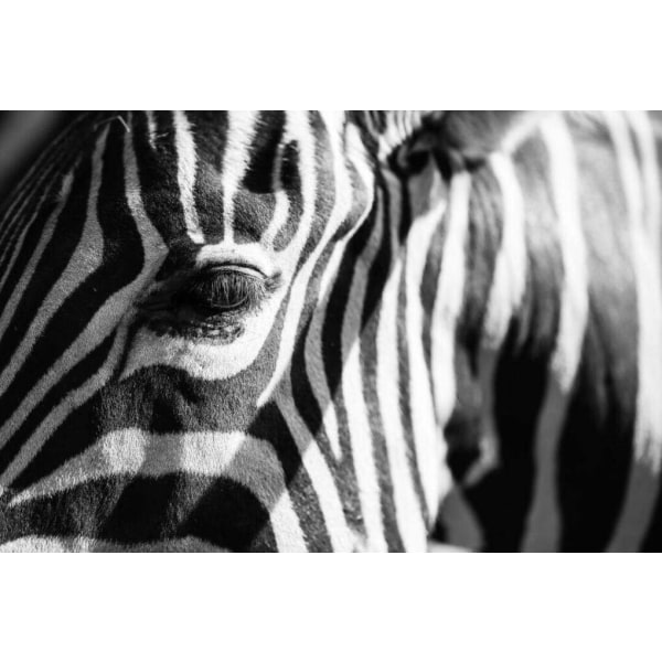 Zebra Affisch 21×30 CM