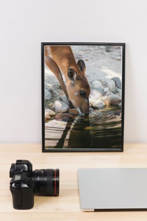 Hjort  Poster 50×70 CM