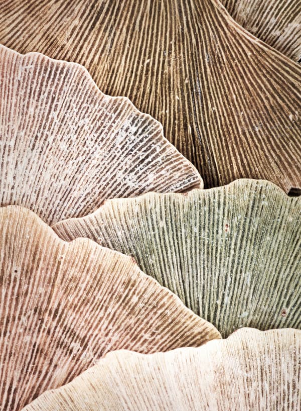 Ginkgo Löv Affisch 30×40 CM