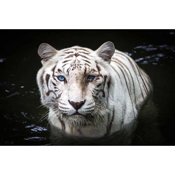 Tiger Affisch 40×50 CM