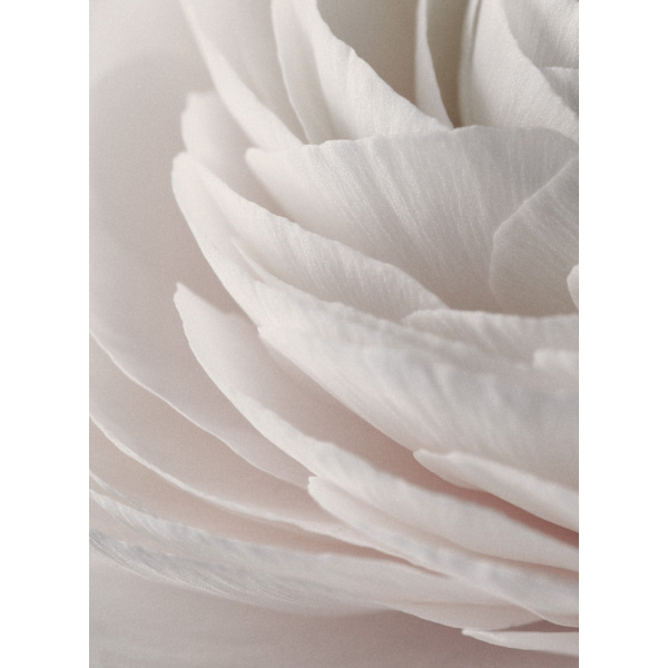Blomma Affisch 21×30 CM
