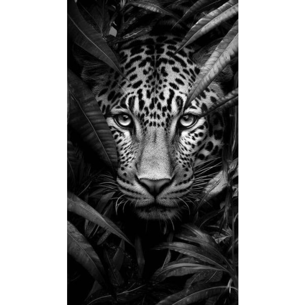 Jaguar Affisch 50×70 CM