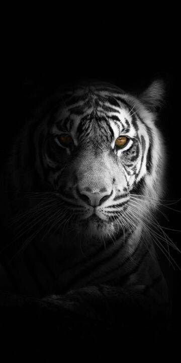 Vit Tiger Affisch 21×30 CM
