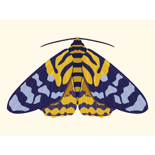 Fjäril Affisch  21×30 CM