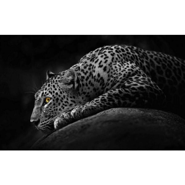 Jaguar Poster 21×30 CM