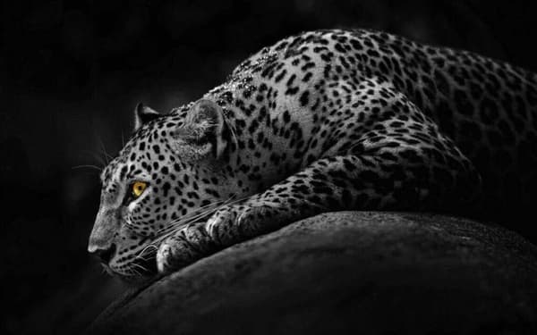 Jaguar Poster 40×50 CM