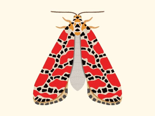 Röd Fjäril Affisch  30×40 CM