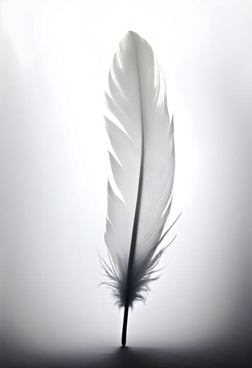 Vit Fjäder Affisch 30×40 CM