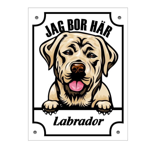 Plåtskylt Labrador Kikande hund skylt - Gold Vit