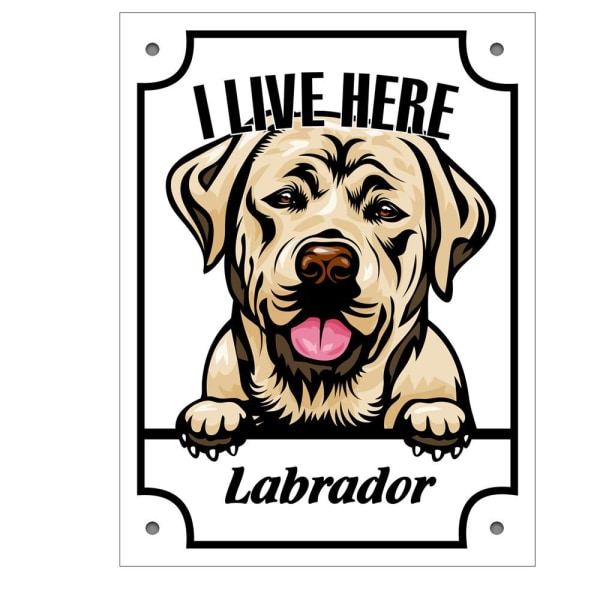 Kultainen Labradorin metallisisustuskyltti oviportti kurkistaa illust White