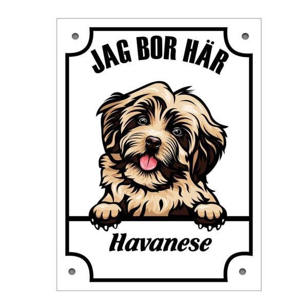 Plåtskylt Havanese Kikande hund skylt Vit