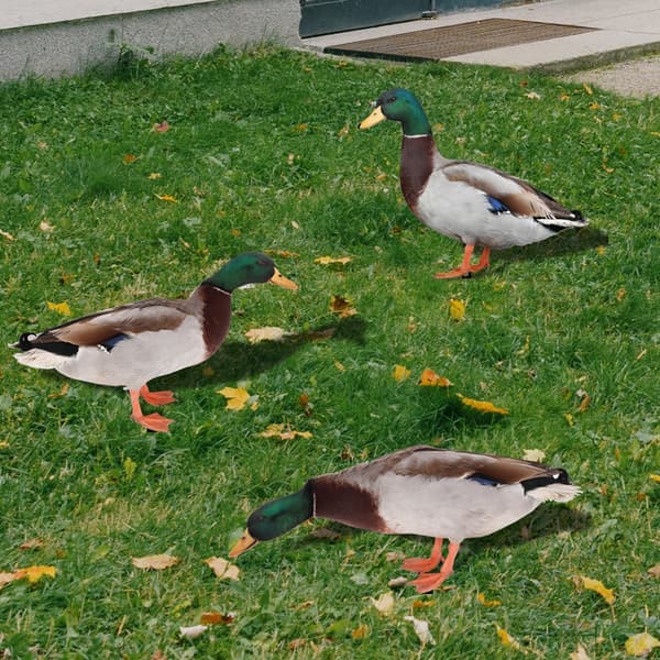Akryl Duck Statyer Duck Sculpture B B B