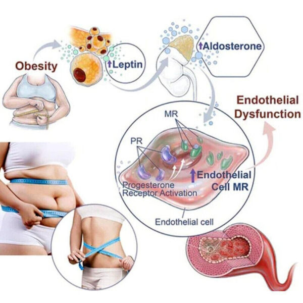 Lymphvity Detoxification Rintaliivien muotoiset alusvaatteet SININEN 2XL blue 2XL