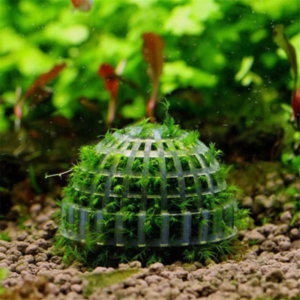 Suspension Moss Dome Moss Balls Koristeellinen Marimo Moss Ball