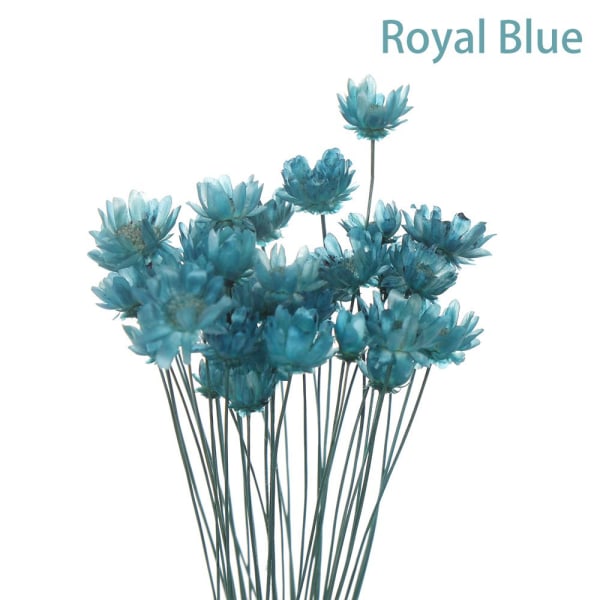 30st dekorativa torkade blommor Mini Daisy ROYAL BLÅ royal blue