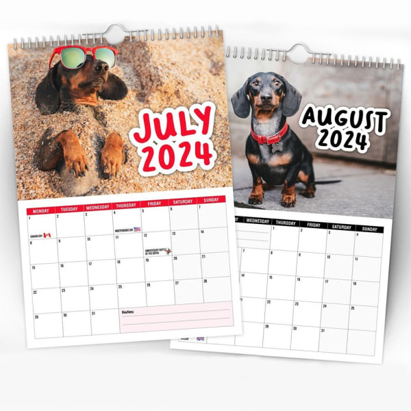 2024 Cheeky Dachshunds Kalender Väggkalender Hängkalender