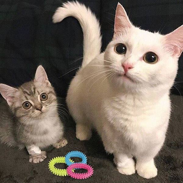Chew Ring Toy Hampaat Lemmikkieläin VIHREÄ green