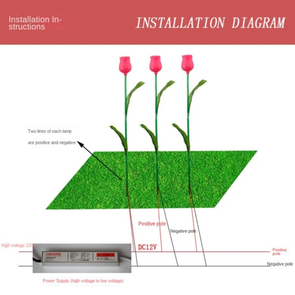 Blomsterlykttulipan 1 1 1