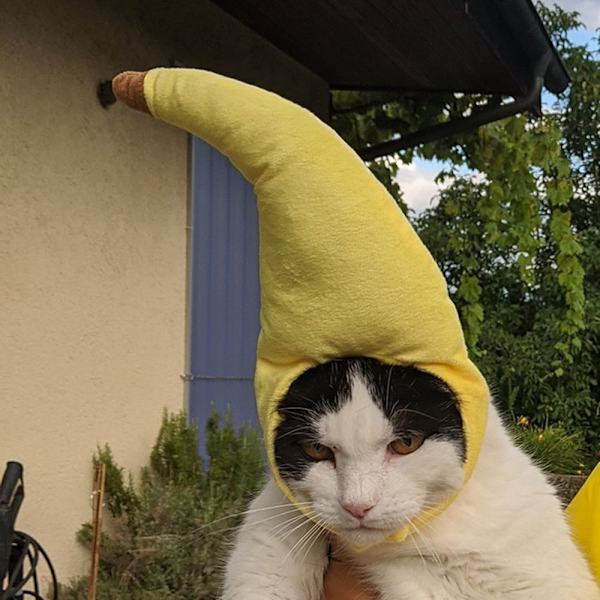 Pet Hat Katte Hat ÆBLE ÆBLE Apple