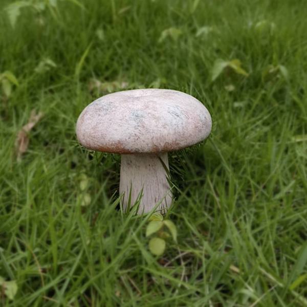 Resin Mushroom Patsas Sienikoristeet C C C