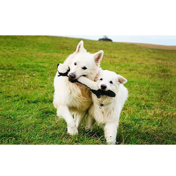 Hunde squeaky Toy Hunde Chew Toy C C C