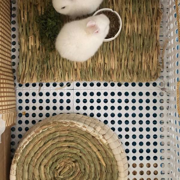 Lemmikkihäkin lattiamatto Kanin jalkamatto VALKOINEN White