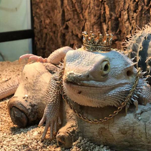 Lizard Ornament Pet Hat SORT FAST BETALING FAST BETALING Black Fixed payment-Fixed payment