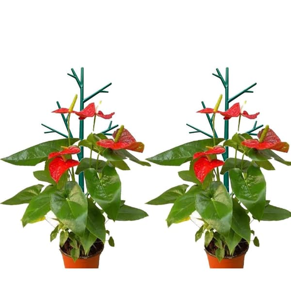 5 st Plast Växtstöd Högstativ Växtklätterställning 5Pcs