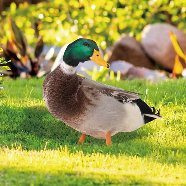 Akryl Duck Statyer Duck Sculpture B B B
