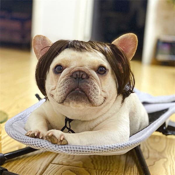 Pet Peruker Husdjursdräkt BRUN Brown