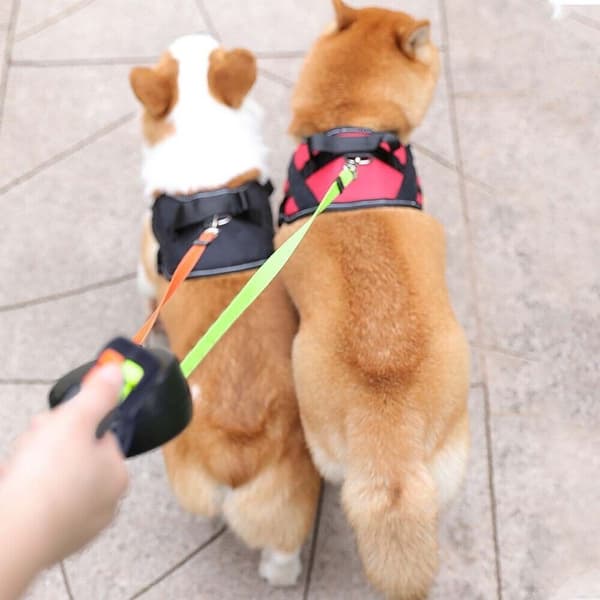 Hundkoppel Dubbelt husdjurskoppel Valp dragrep