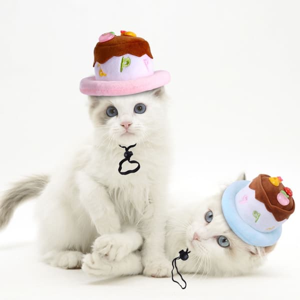 Pet Hodeplagg Hund Katt Halloween Hat ROSA Pink