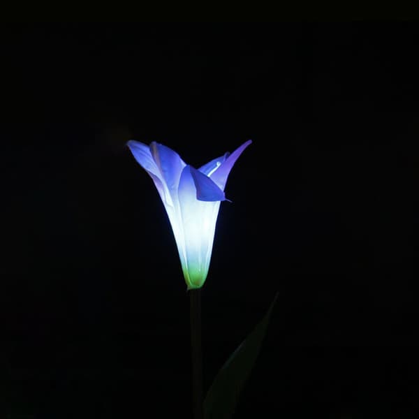 Blomsterlanternetulipan 2 2 2