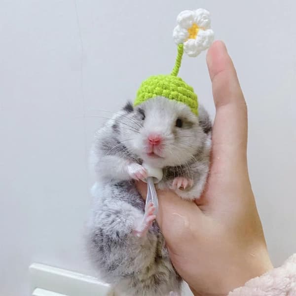 Strikket hue Hamsterhue TYPE C TYPE C Type C