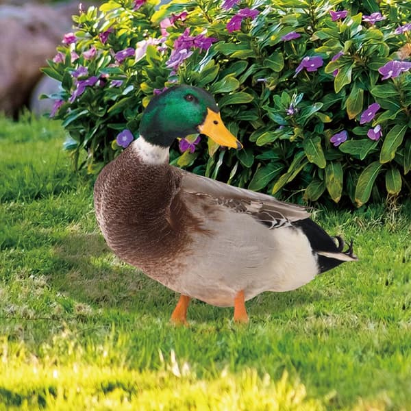 Akryl Duck Statyer Duck Sculpture B B B