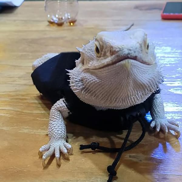 Lizard Tøj Lizard Tøj Snore Hatte BLÅ Blue