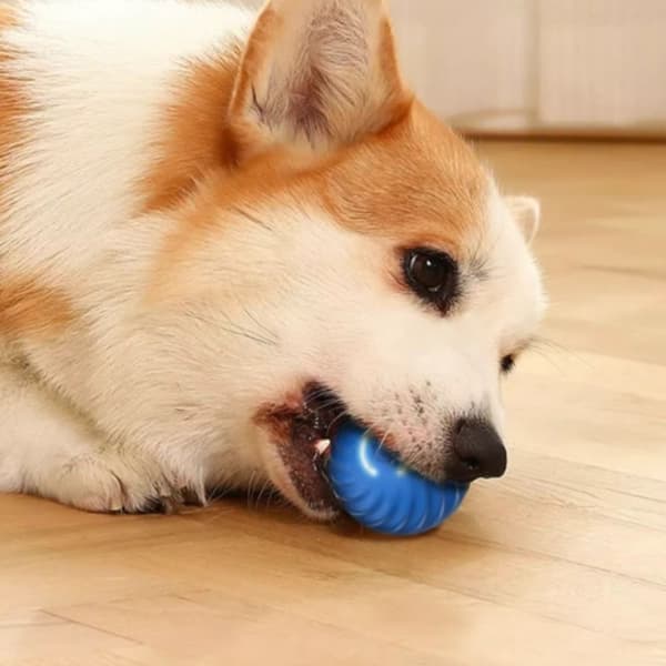 Hundleksaksboll Självgående bollar BLÅ blue