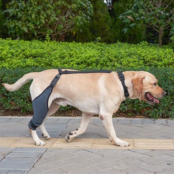 Knäskydd för husdjur Hundstödsbygel MRIGHT BEN HÖGER BEN MRight Leg