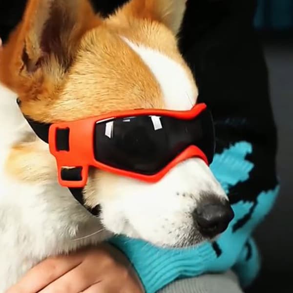Pet Solbriller Pet Goggles SORT black