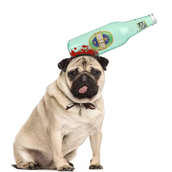 Hundehatt Pet Hodeplagg SA A SA