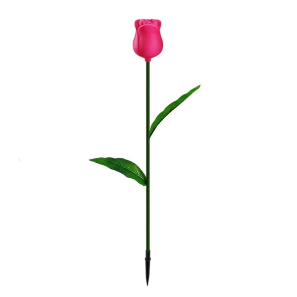 Blomsterlykttulipan 1 1 1