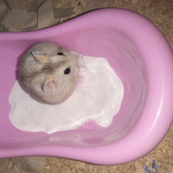 Badeleke for kjæledyrhamster ROSA Pink