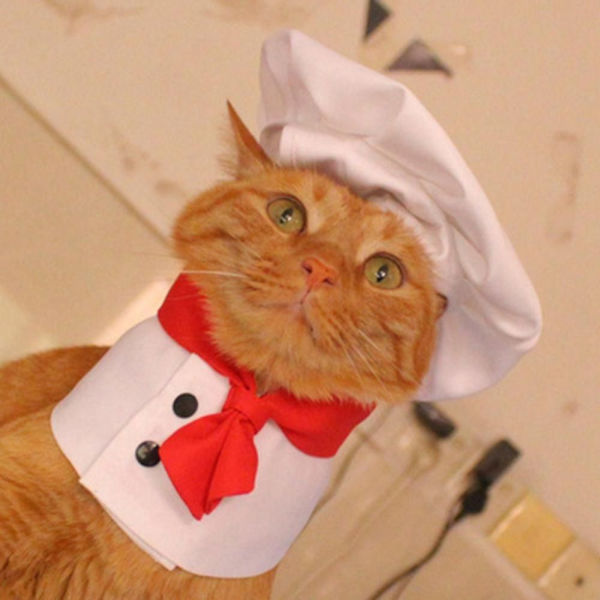 Cat Chef Hat Set Lemmikkieläinten ruoanlaitto King Hat M M